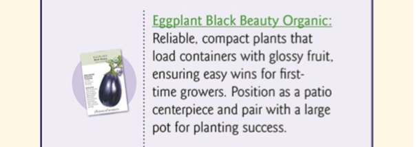 Black Beauty Eggplant Seeds