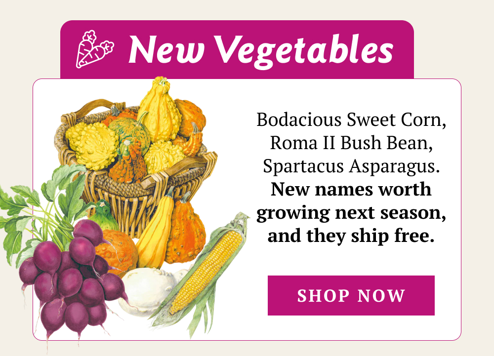 New Vegetables Bodacious Sweet Corn, Roma II Bush Bean, Spartacus Asparagus. New names worth growing next season, and they ship free. 