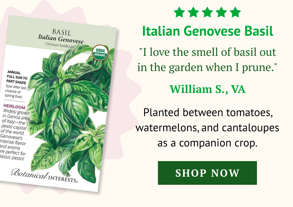  Planted between tomatoes, watermelons, and cantaloupes as a companion crop.