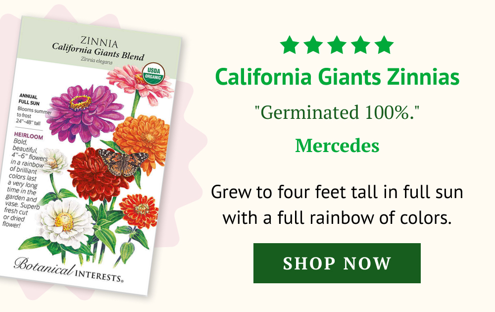 Grew to four feet tall in full sun with a full rainbow of colors. 