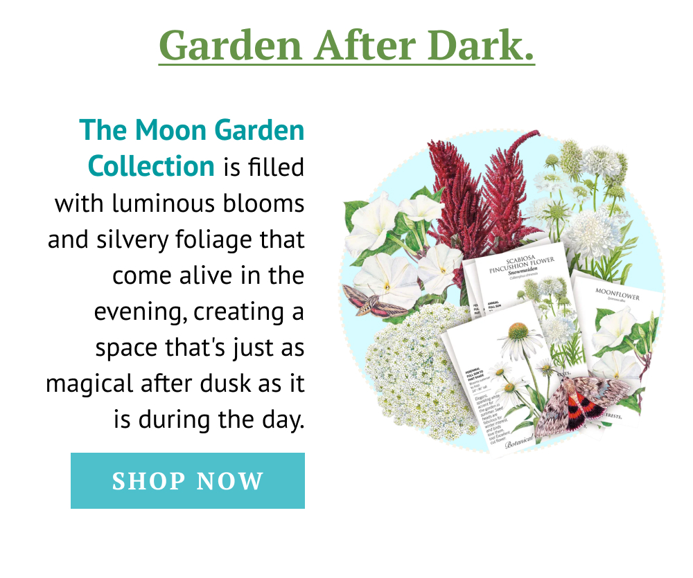 he Moon Garden Collection is filled with luminous blooms and silvery foliage that come alive in the evening, creating a space that's just as magical after dusk as it is during the day.