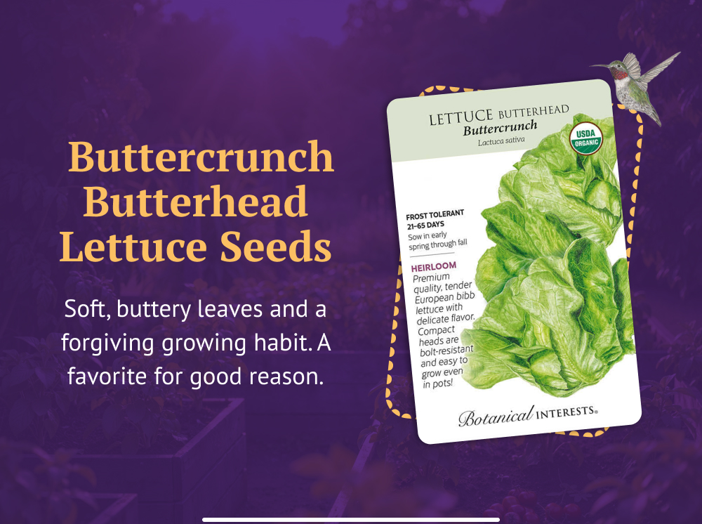Buttercrunch Butterhead Lettuce Seeds - Soft, buttery leaves and a forgiving growing habit. A favorite for good reason.