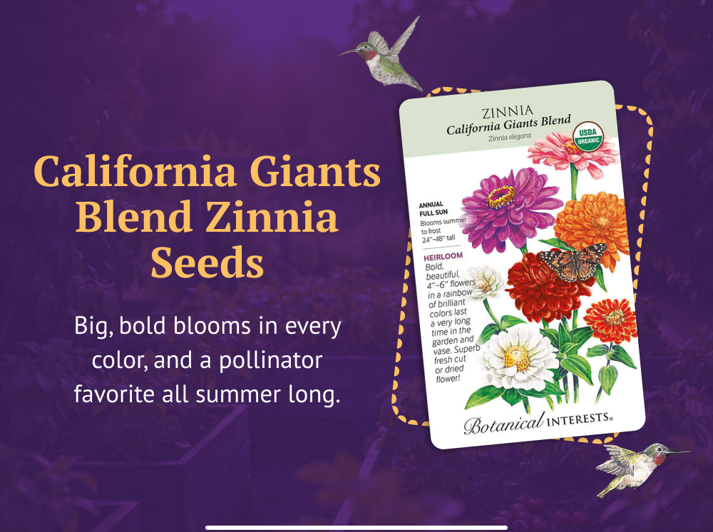 California Giants Blend Zinnia Seeds -Big, bold blooms in every color, and a pollinator favorite all summer long.