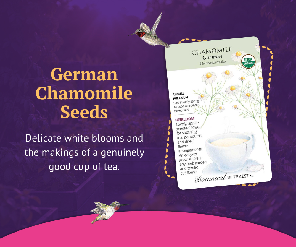 German Chamomile Seeds - Delicate white blooms and the makings of a genuinely good cup of tea.
