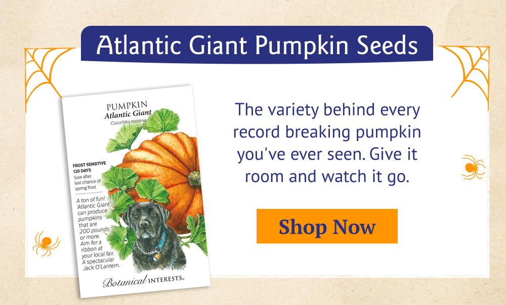 Atlantic Giant Pumpkin Seeds - The variety behind every record breaking pumpkin you've ever seen. Give it room and watch...
