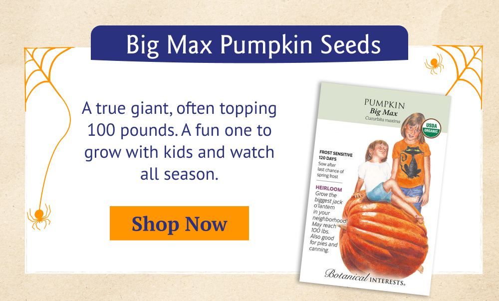 Big Max Pumpkin Seeds - A true giant, often topping 100 pounds. A fun one to grow with kids and watch all season.